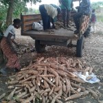 Récolte et traitement du manioc