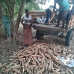 Récolte et traitement du manioc