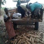 Récolte et traitement du manioc