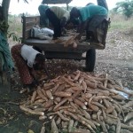 Récolte et traitement du manioc