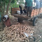 Récolte et traitement du manioc