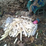 Récolte et traitement du manioc