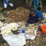 Récolte et traitement du manioc
