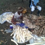 Récolte et traitement du manioc