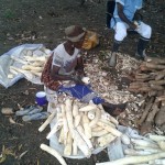 Récolte et traitement du manioc