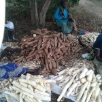 Récolte et traitement du manioc
