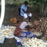 Récolte et traitement du manioc