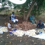 Récolte et traitement du manioc