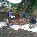 Récolte et traitement du manioc