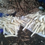 Récolte et traitement du manioc