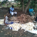 Récolte et traitement du manioc