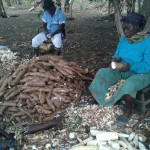 Récolte et traitement du manioc