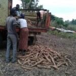 Récolte et traitement du manioc