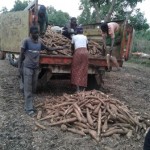 Récolte et traitement du manioc