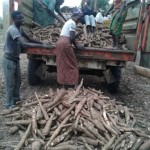 Récolte et traitement du manioc