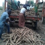Récolte et traitement du manioc