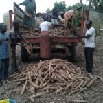 Récolte et traitement du manioc