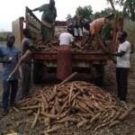 Récolte et traitement du manioc