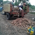 Récolte et traitement du manioc