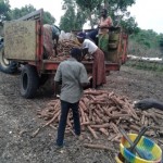Récolte et traitement du manioc