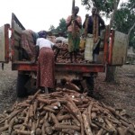 Récolte et traitement du manioc