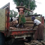 Récolte et traitement du manioc