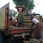 Récolte et traitement du manioc