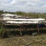 Récolte et traitement du manioc