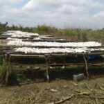 Récolte et traitement du manioc