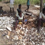 Récolte et traitement du manioc