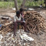 Récolte et traitement du manioc