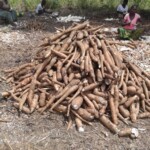 Récolte et traitement du manioc