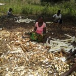 Récolte et traitement du manioc