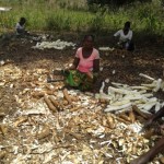 Récolte et traitement du manioc