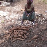 Récolte et traitement du manioc