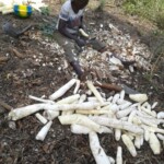 Récolte et traitement du manioc