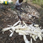 Récolte et traitement du manioc