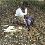 Récolte et traitement du manioc