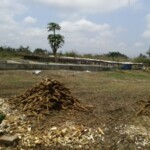 Récolte et traitement du manioc