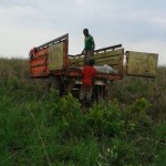 Récolte et traitement du manioc