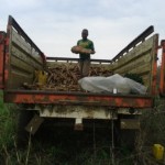 Récolte et traitement du manioc