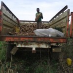Récolte et traitement du manioc
