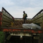 Récolte et traitement du manioc
