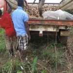 Récolte et traitement du manioc