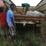 Récolte et traitement du manioc