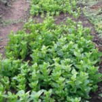 Plantation des légumes