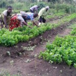 Plantation des légumes