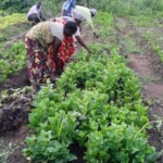 Plantation des légumes