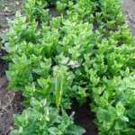 Plantation des légumes