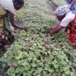 Plantation des légumes